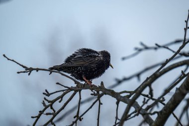 Yeşil alanda ve ağaç dallarında beslenen sığırcık veya Avrupa sığırcığı (Sturnus vulgaris)