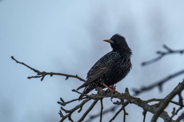 Yeşil alanda ve ağaç dallarında beslenen sığırcık veya Avrupa sığırcığı (Sturnus vulgaris)