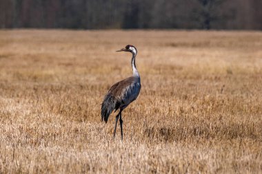 Grus grus (ortak vinç) tarlada beslenen ve yuva için dallar toplayan