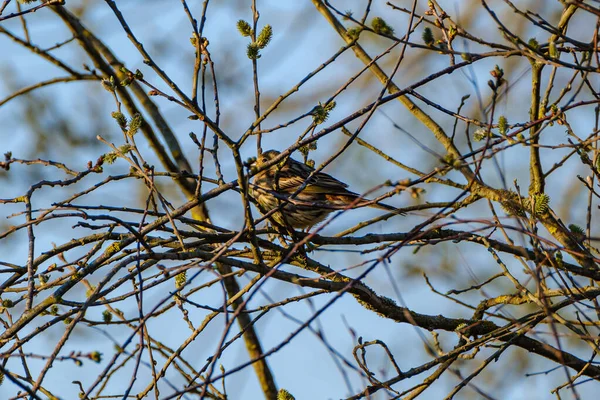 Queixo Coelebs Fringilla Alimentando Campo Verde Verão — Fotografia de Stock