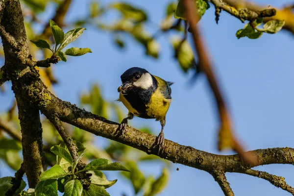 Great Tit Parus Major Feeding Green Field Trees — Foto Stock