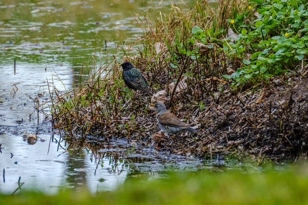 Estorninho Comum Estorninho Europeu Sturnus Vulgaris Alimentando Campo Verde Galhos — Fotografia de Stock