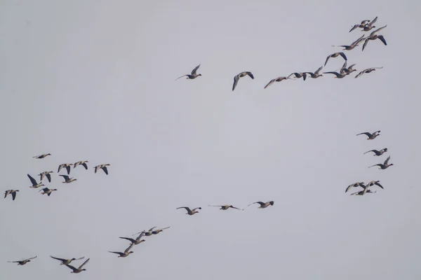 Σμήνος Πτηνών Που Πετούν Στον Ουρανό Μπλε Φόντο Καλοκαίρι — Φωτογραφία Αρχείου
