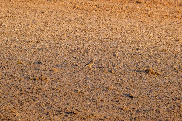 Grey Partridge Perdix Perdix Feeding Brown Field Summer — Stock Photo, Image