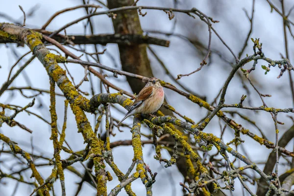 Buchfink Fringilla Coelebs Auf Der Grünen Wiese Sommer — Stockfoto