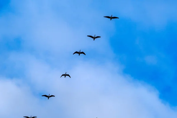 Rebanho Pássaros Voando Céu Fundo Azul Verão — Fotografia de Stock