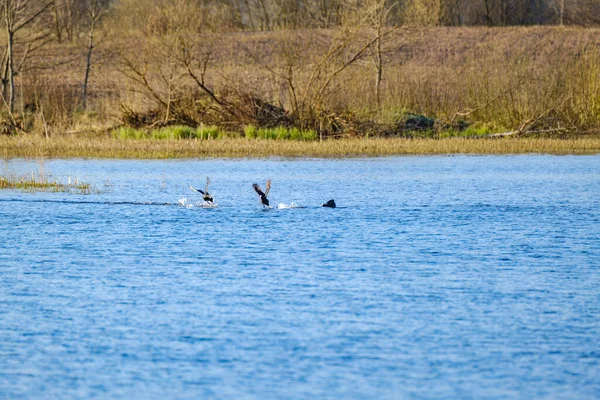 Entenpaar Schwimmt Sommer Teich Mit Blauem Wasser — Stockfoto