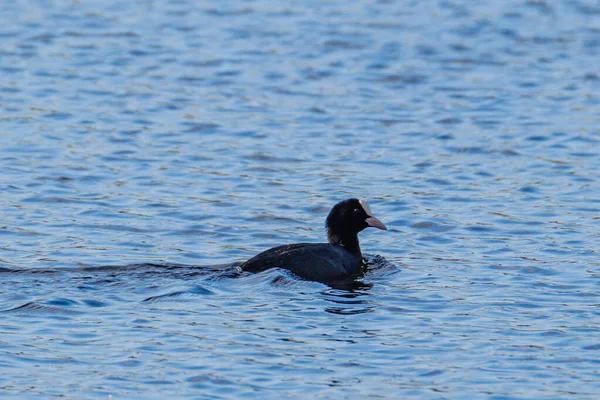 Paire Canards Nageant Dans Étang Eau Bleue Été — Photo