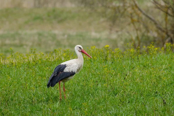 Cigogne Blanche Nourrissant Dans Champ Ramassant Des Branches Pour Nid — Photo