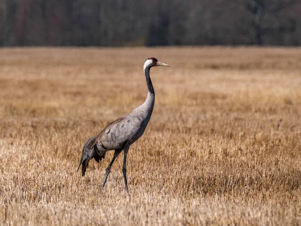 Grus Grus Żuraw Pospolity Żerujący Polu Zbierający Gałęzie Gniazda — Zdjęcie stockowe