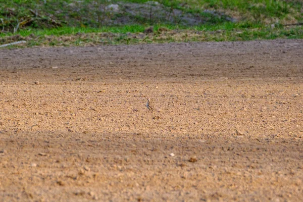 Das Rebhuhn Perdix Perdix Ernährt Sich Sommer Braunen Feld — Stockfoto