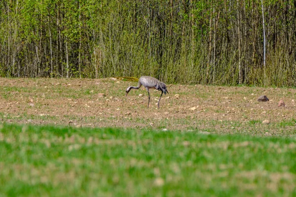 Grus Grus Загальний Кран Годування Полі Збирання Гілок Гнізда — стокове фото