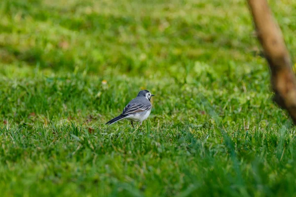 White Wagtail Motacilla Alba Feeding Green Field Spring — Stock Photo, Image