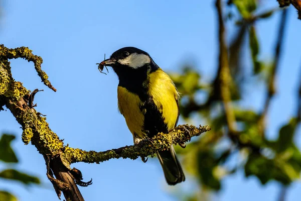 Great Tit Parus Major Feeding Green Field Trees — Foto Stock