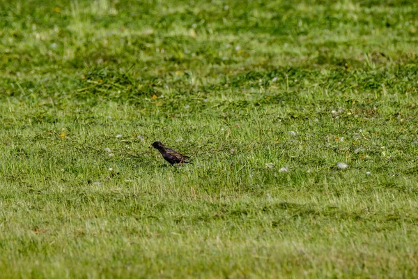 Estorninho Comum Estorninho Europeu Sturnus Vulgaris Alimentando Campo Verde Galhos — Fotografia de Stock