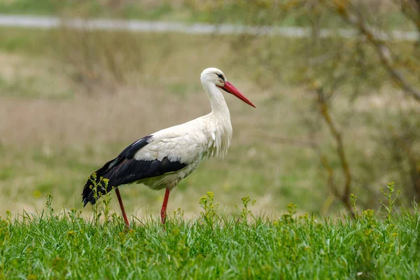 Witte Ooievaar Voeden Het Veld Het Verzamelen Van Takken Voor — Stockfoto