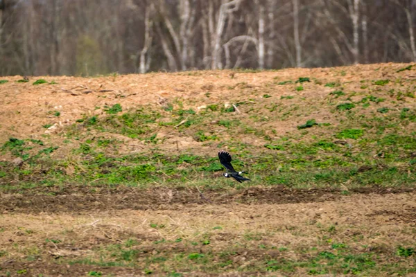 Asa Norte Vanellus Vanellus Alimentando Campo Verde Voando — Fotografia de Stock