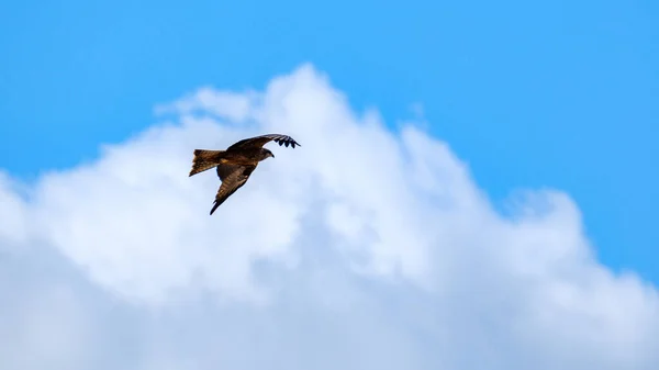 Kawanan Burung Terbang Langit Pada Latar Belakang Biru Musim Panas — Stok Foto