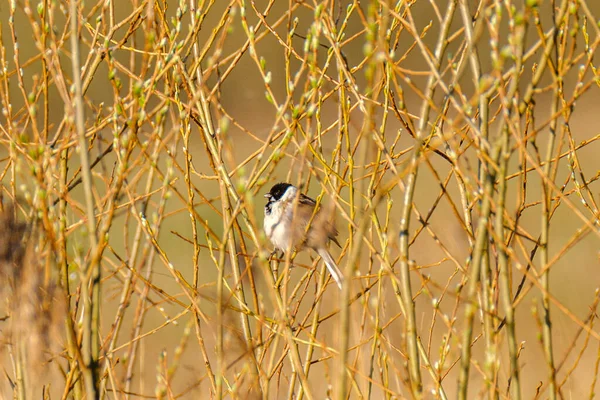 Pinzón Fringilla Coelebs Que Alimenta Campo Verde Verano —  Fotos de Stock