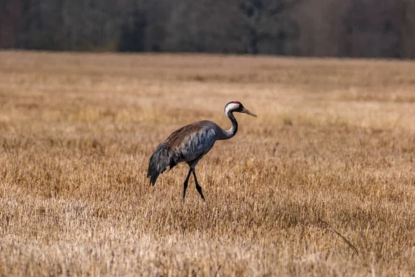 Grus Grus Żuraw Pospolity Żerujący Polu Zbierający Gałęzie Gniazda — Zdjęcie stockowe