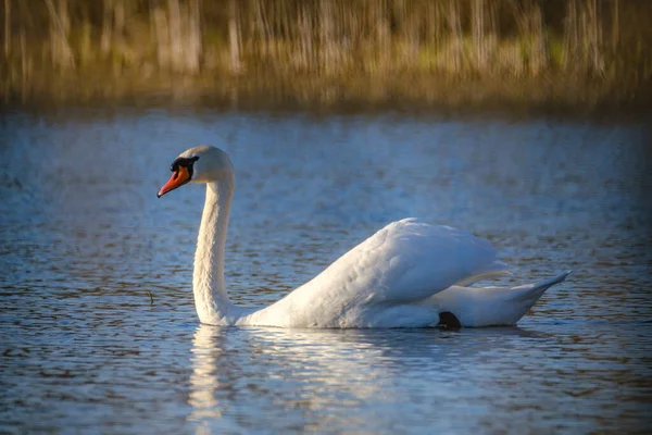 Cisne Mudo Cygnus Olor Nadando Estanque Alimentándose — Foto de Stock