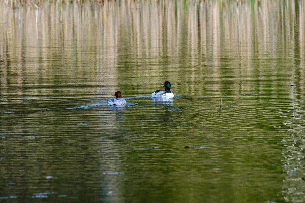 Paar Eenden Zwemmen Vijver Van Blauw Water Zomer — Stockfoto