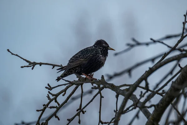 Spreeuw Sturnus Vulgaris Die Zich Voedt Het Groene Veld Takken — Stockfoto