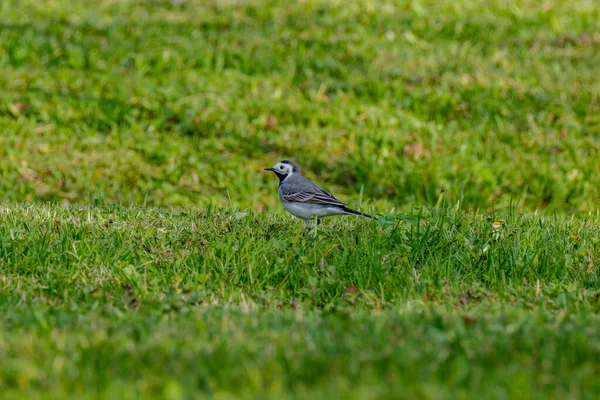 Queue Aigle Blanche Motacilla Alba Nourrissant Dans Champ Vert Printemps — Photo