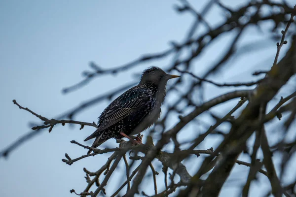 Der Stare Oder Sturnus Vulgaris Ernährt Sich Von Der Grünen — Stockfoto