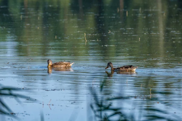 Pair Ducks Swimming Pond Blue Water Summer — Stock Photo, Image
