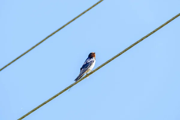 Wagtail Branco Motacilla Alba Alimentando Campo Verde Primavera — Fotografia de Stock