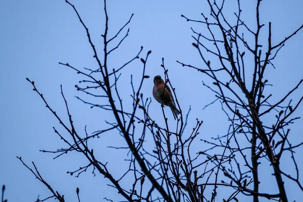 Spreeuw Sturnus Vulgaris Die Zich Voedt Het Groene Veld Takken — Stockfoto