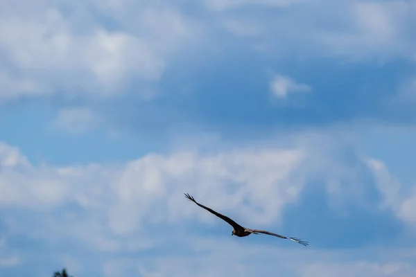 Vogelschwarm Fliegt Sommer Himmel Vor Blauem Hintergrund — Stockfoto