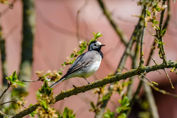 Белый Хвост Motacilla Alba Питающийся Зеленом Поле Весной — стоковое фото