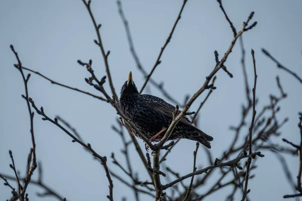 Der Stare Oder Sturnus Vulgaris Ernährt Sich Von Der Grünen — Stockfoto