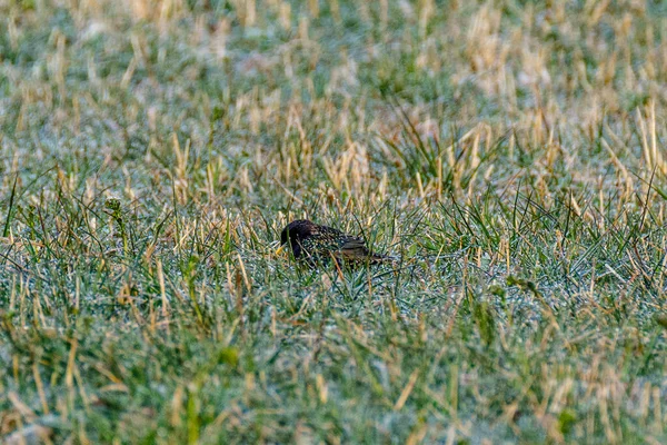 Estorninho Comum Estorninho Europeu Sturnus Vulgaris Alimentando Campo Verde Galhos — Fotografia de Stock