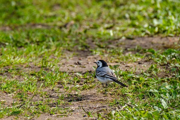 Coda Bianca Motacilla Alba Che Nutre Nel Campo Verde Primavera — Foto Stock