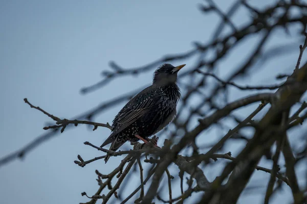 Étourneau Commun Étourneau Européen Sturnus Vulgaris Nourrissant Dans Champ Vert — Photo