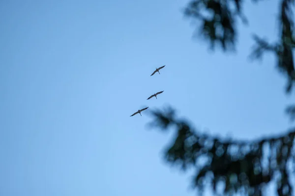 Stormo Uccelli Che Volano Nel Cielo Sfondo Blu Estate — Foto Stock