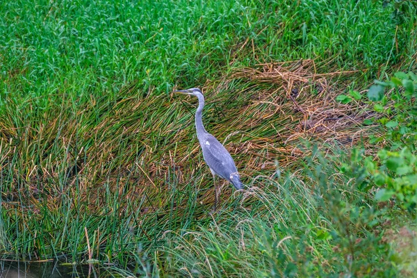Gri balıkçıl (Ardea cinerea) gölette yüzer ve beslenir.