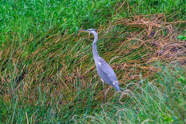 Gri balıkçıl (Ardea cinerea) gölette yüzer ve beslenir.