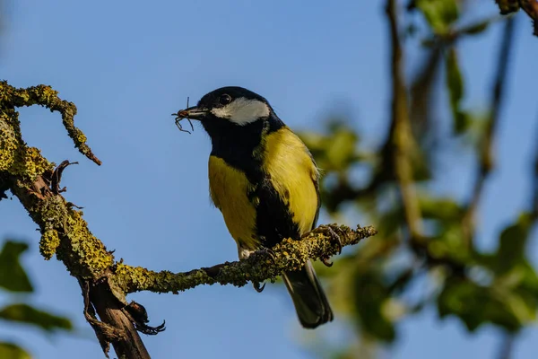 Great Tit Parus Major Feeding Green Field Trees — Foto Stock