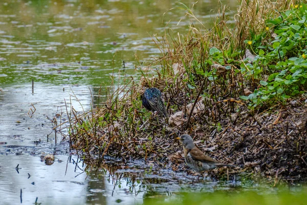 Звичайний Шпак Або Європейський Шпак Sturnus Vulgaris Живиться Зеленим Полем — стокове фото