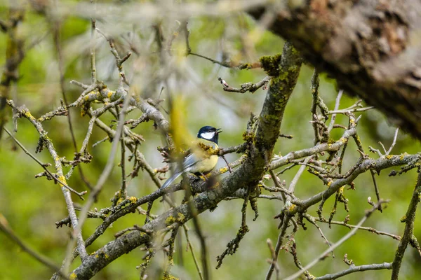 Great Tit Parus Major Feeding Green Field Trees — Foto Stock