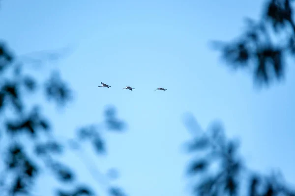 Troupeau Oiseaux Volant Dans Ciel Sur Fond Bleu Été — Photo