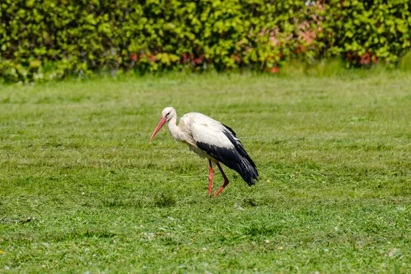 Witte Ooievaar Voeden Het Veld Het Verzamelen Van Takken Voor — Stockfoto