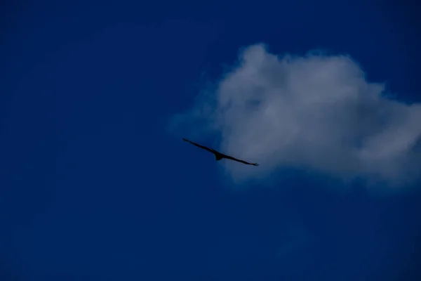 一群蓝色背景的鸟儿在空中飞翔 — 图库照片