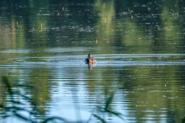 夏に青い水の池で泳ぐアヒルのペア — ストック写真