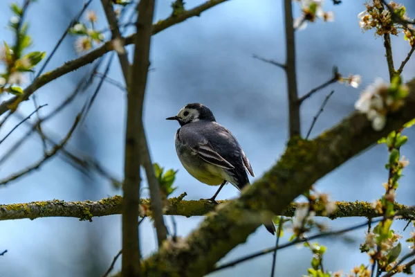 Большая Синица Parus Major Питающаяся Зеленым Полем Деревьями — стоковое фото