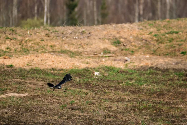 Noordelijke Kievit Vanellus Vanellus Voeden Het Groene Veld Vliegen — Stockfoto